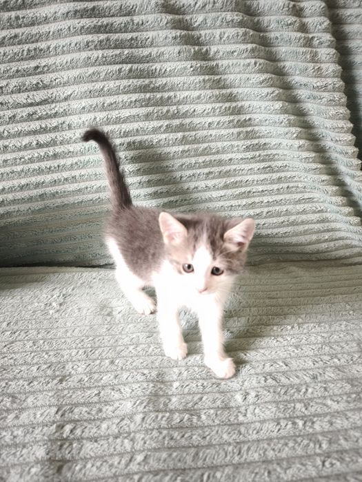 Котята бесплатно