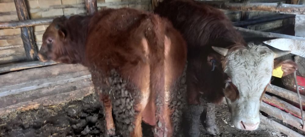 Откорм бұқалар екі бас