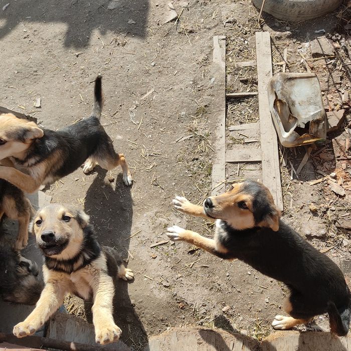 Щенки бесплатно в добрые руки