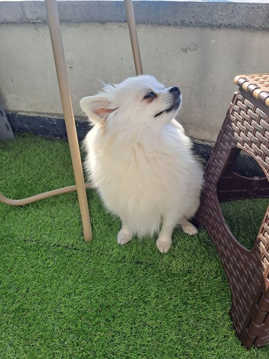 Продавам женски  бял  померан на 3 години