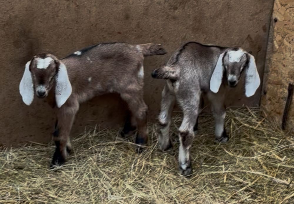 iezi anglonubian rasa pura