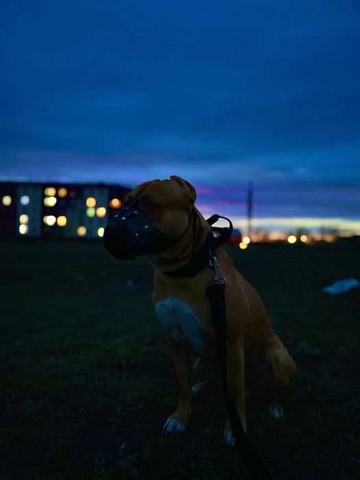 Ищу сучку для сводки