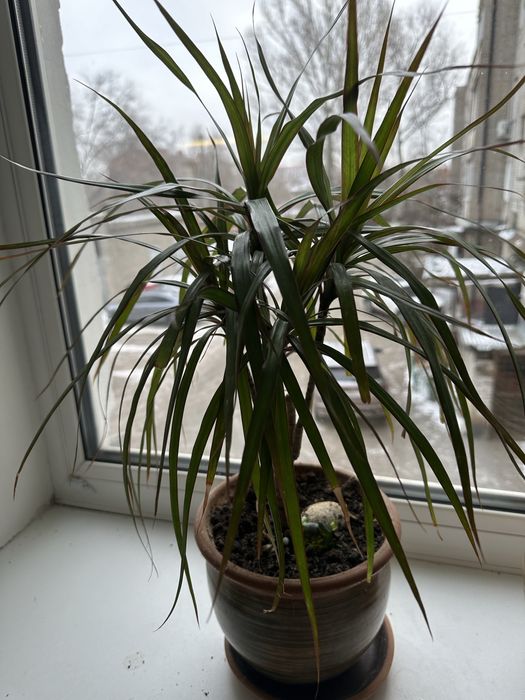 Драцена комнатная