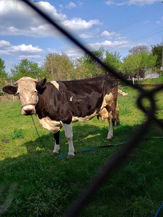 Vând vaca Holstein de 7 ani