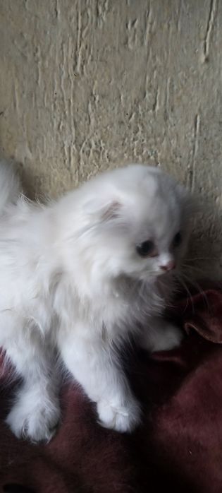 Продаются вислоухие котята
