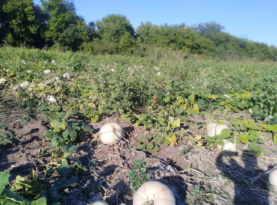 Продавам семена за посев отсладки български тикви кестени и сладки циг