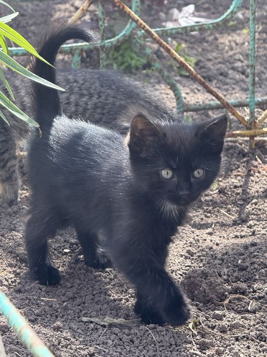 Котята , в добрые руки