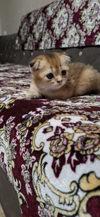 Котята Скоттиш фолд√