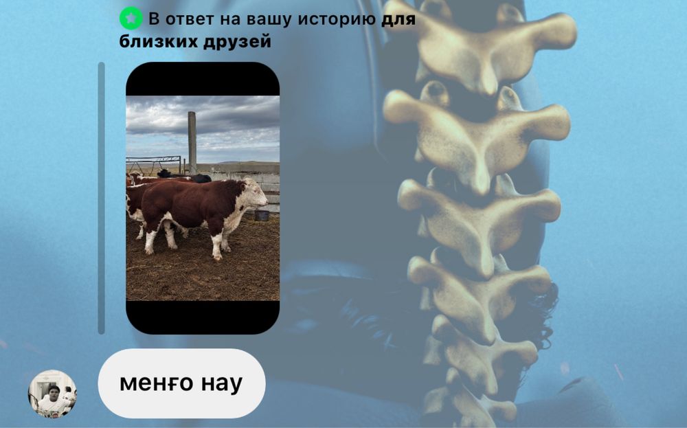 Бычки продаетсяя