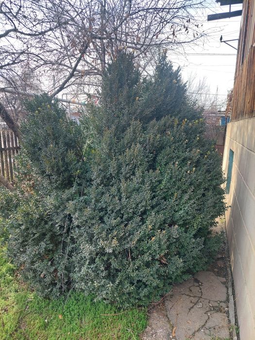 Продам самшит вечнозелёный