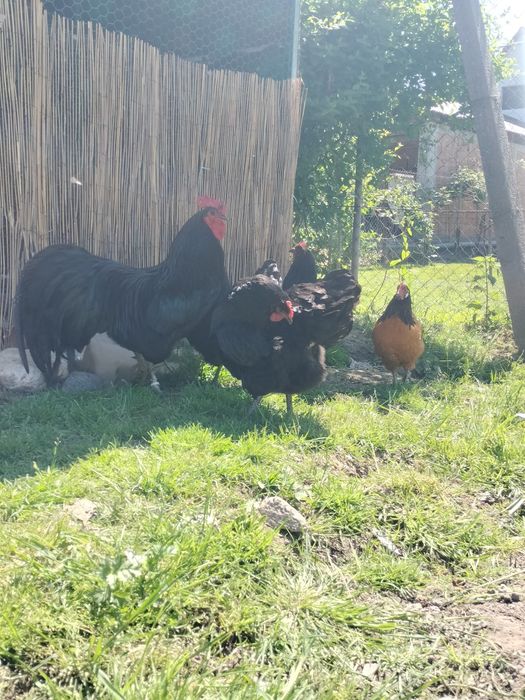 Vând o famile de vorwerk 1+3 și 2 cocoși austrolop și 4 găini