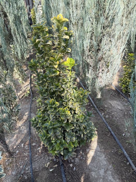 Iyanomis Yaponika sotiladi