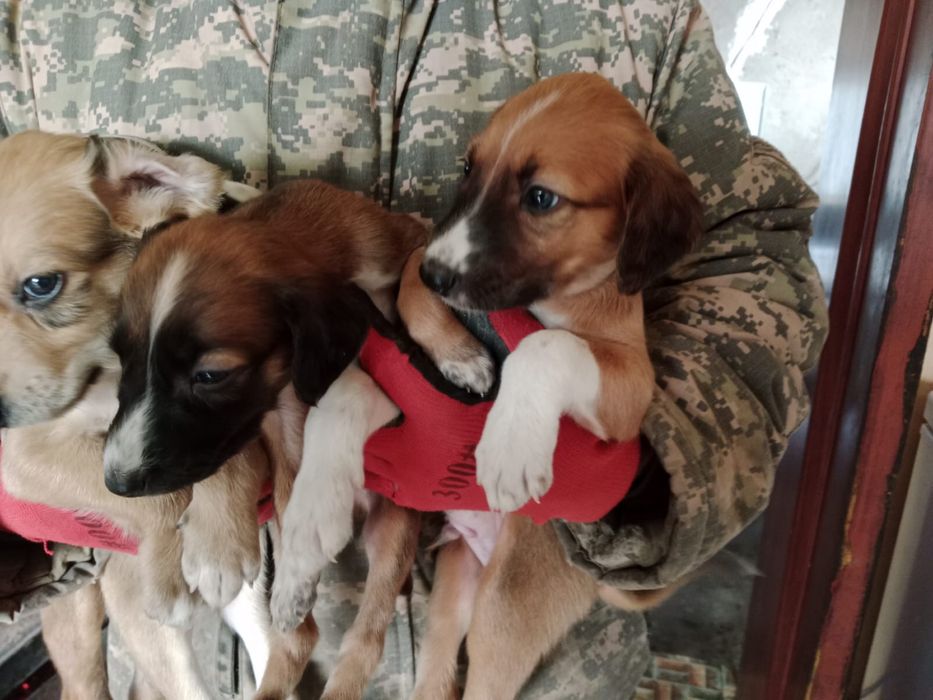 Тазы чистокровные