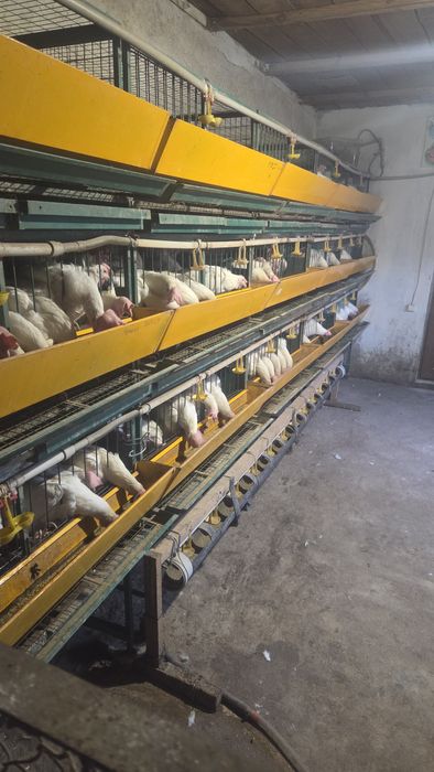 Продам кур нисушек