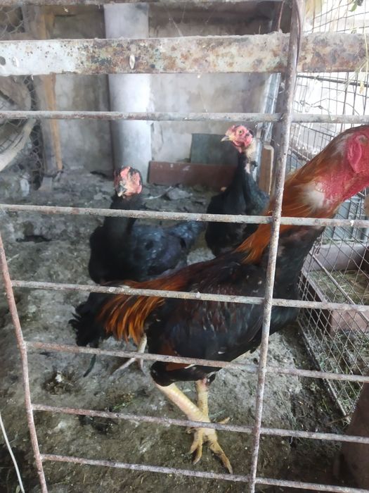 Uyda boqilgan dakang sogʻlom xoʻro poloponlari sotiladi