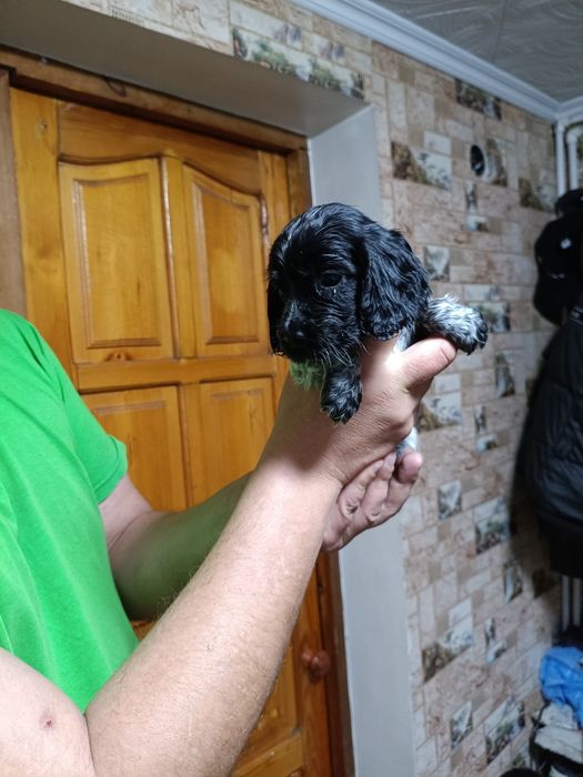 Русский спаниэль продам щенят