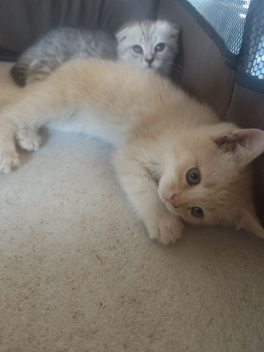 Mushukcha sotiladi 700.000