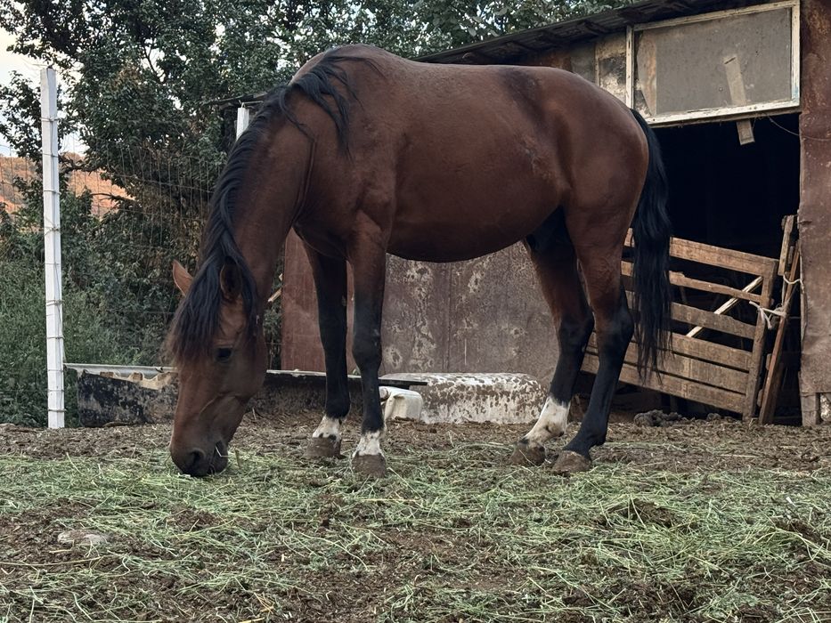 Лошади на продажу