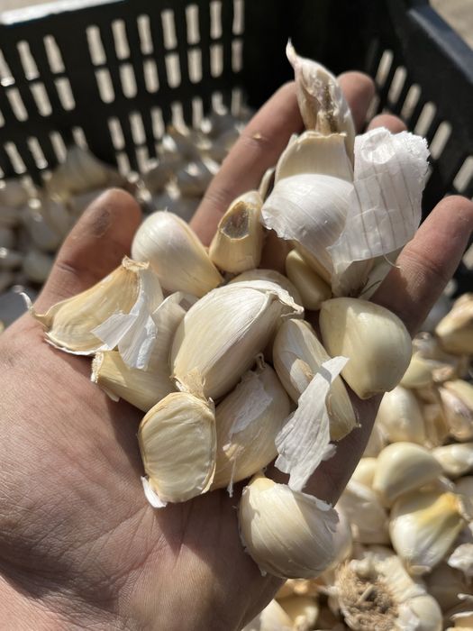 Vand catei de usturoi pentru pus