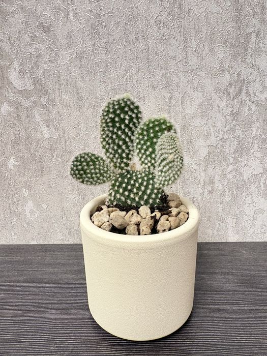 Кактус - Граф Бодливски