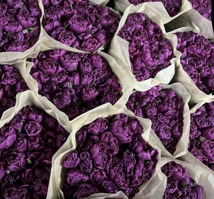 Продается Беларусские Тюльпаны