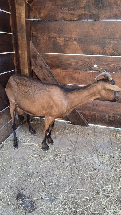 Capra Alpină Franceză