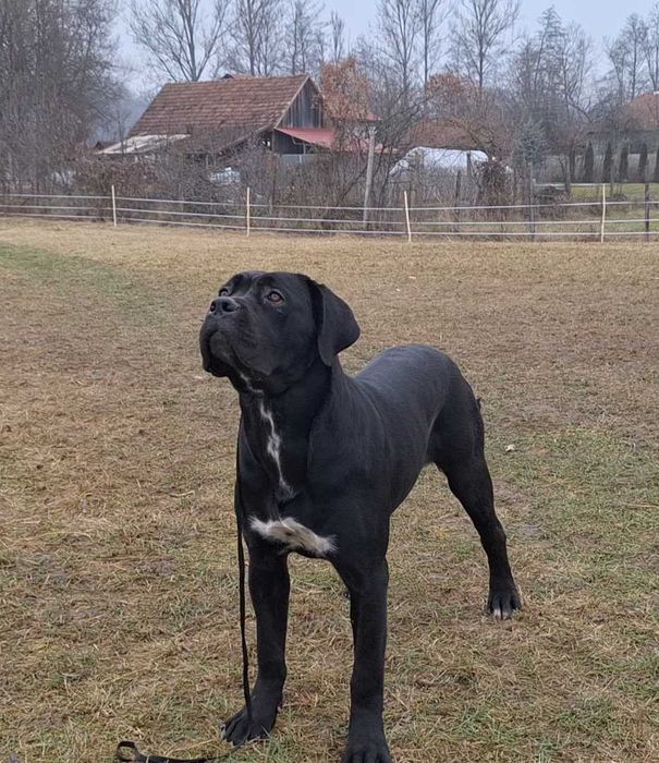 Cane Corso talie mare, pedigree FCI, femela junioară.