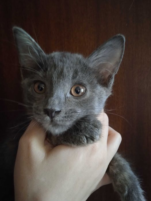 Красивые котята -девочки, 3 месяца.