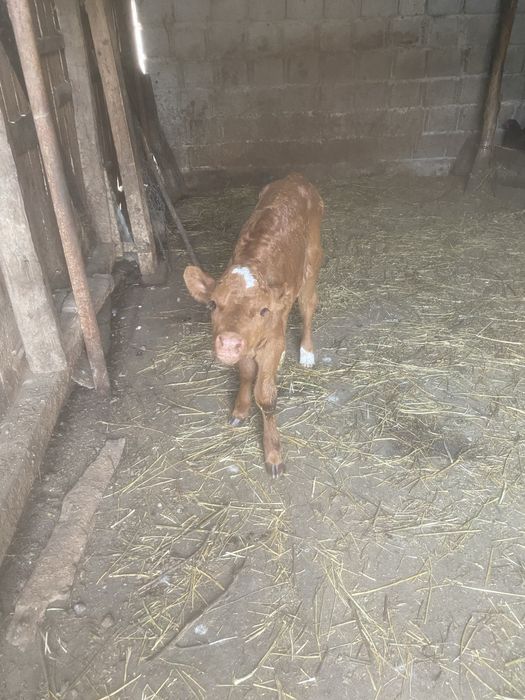 Vand vitei , 2 masculi , 2 femele