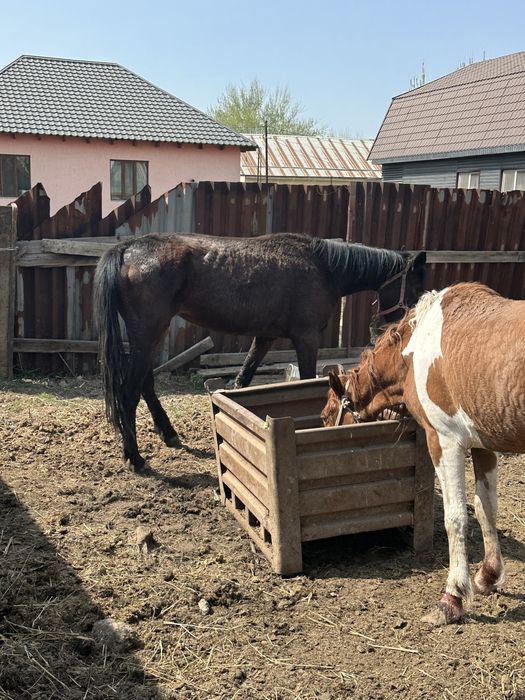 Бие откорм кобыла