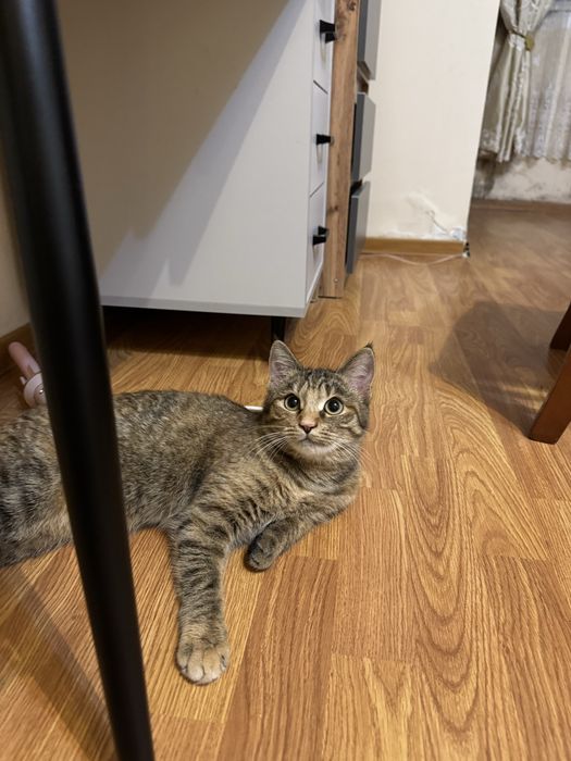 Кошка отдам даром очень хорошая