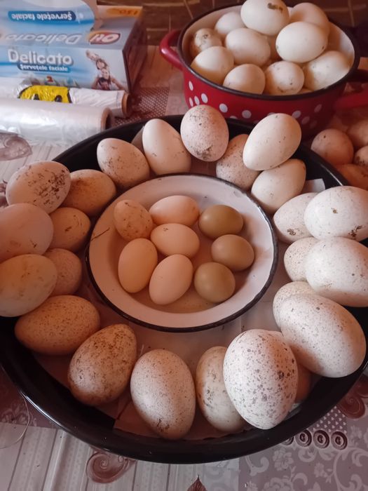 Vând ouă de curcă, rață albă și gainușă pitică