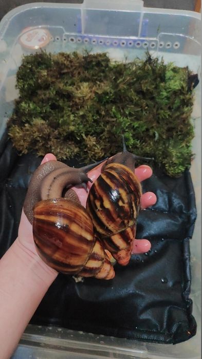 Архахатина Нигерия