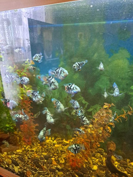 продам аквариумных рыбок