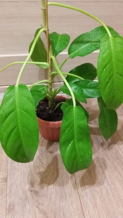 Цветы комнатные Филодендрон гольд