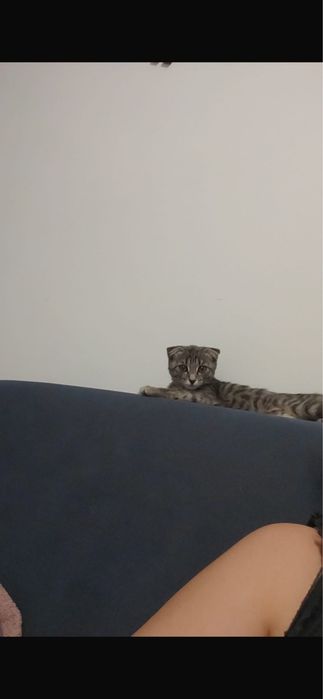 Продается котенок 24,990