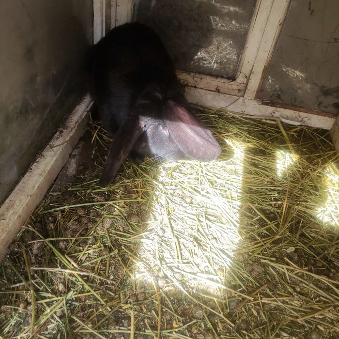 Продаю неспеша крола, без торга