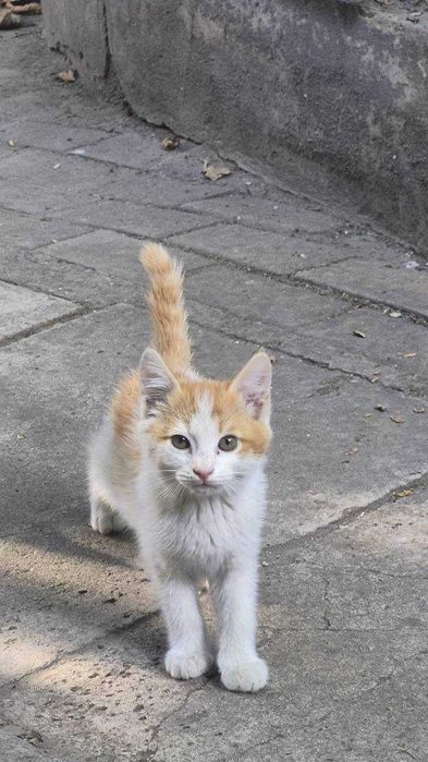 Отдам котят, бесплатно