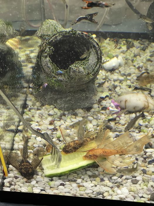 Сомы Lda-016, 10-11 сантиметров.