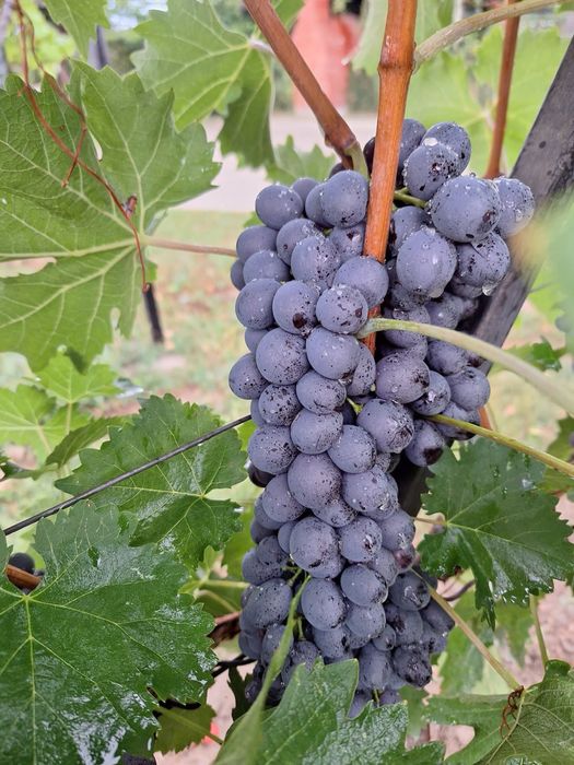 Butași Viță De Vie Soiuri De Vin