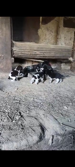 Дратхар күшіктері сатылады