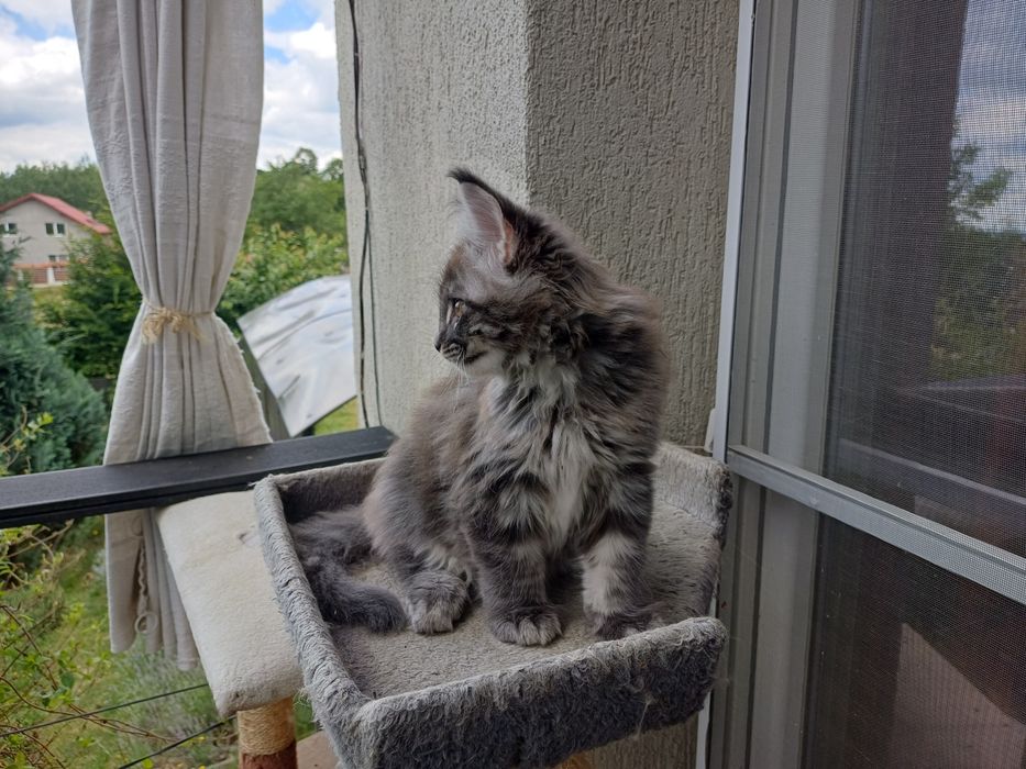 Maine Coon mascul, parinti cu pedigree