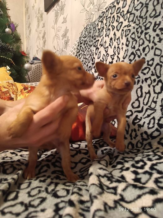 Продам щенков той-терерчиков