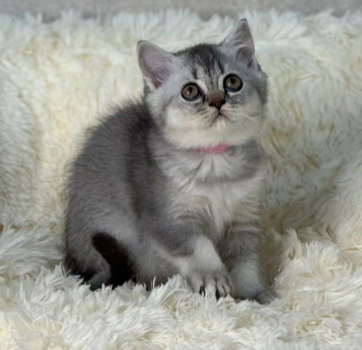 Fetiță Scottish Straight silver foarte frumoasă