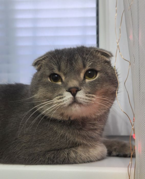 шотландский котик