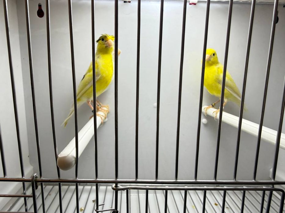 Kanareykalar sotiladi nar moda aralash