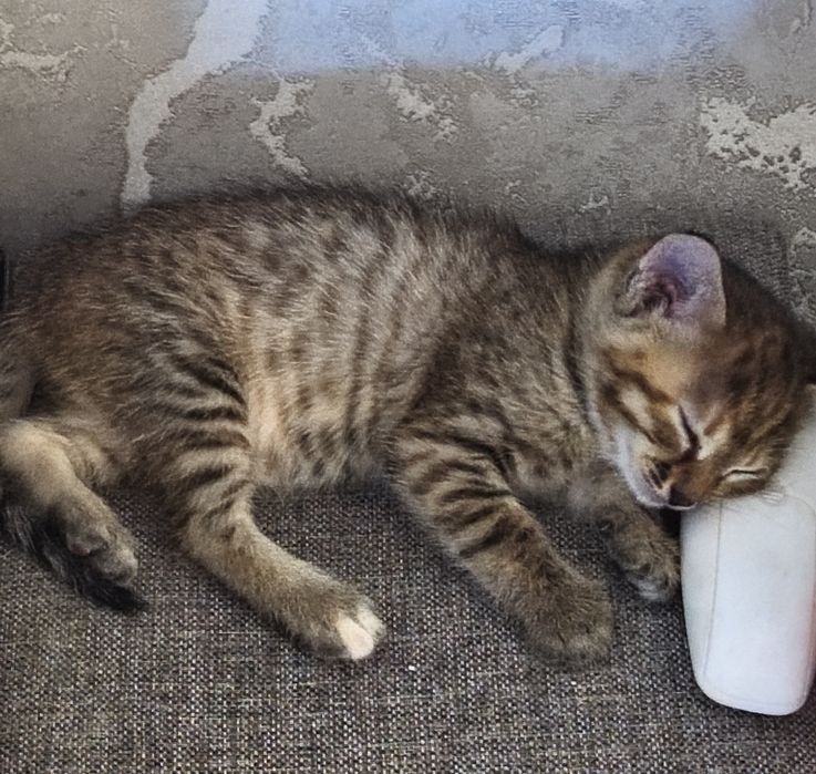 Отдам котят в добрые руки