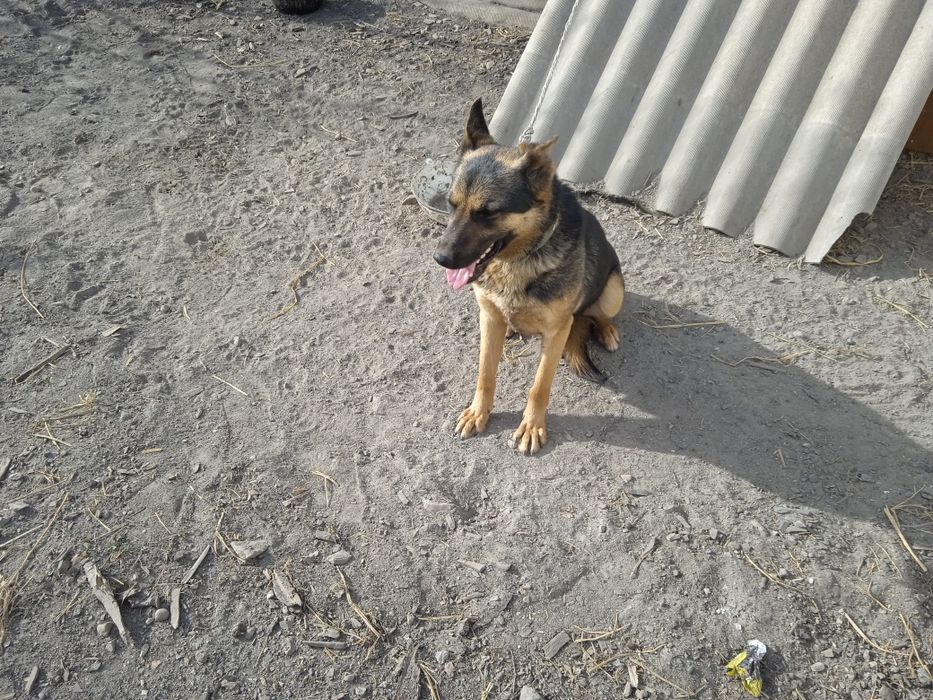 Продаются европеицткие овчарки