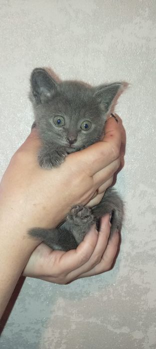 Отдам кошечку в хорошие руки