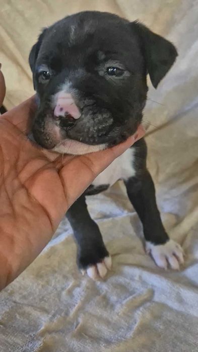 Продавам Питбулчета